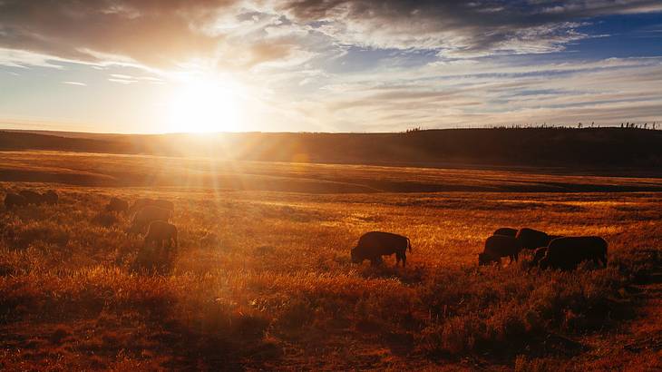 A small herd of bison grazing in a valley with the sun glaring in the background