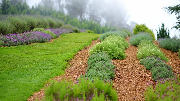 Visiting a lavender field is one of the best things to do in Maui for couples