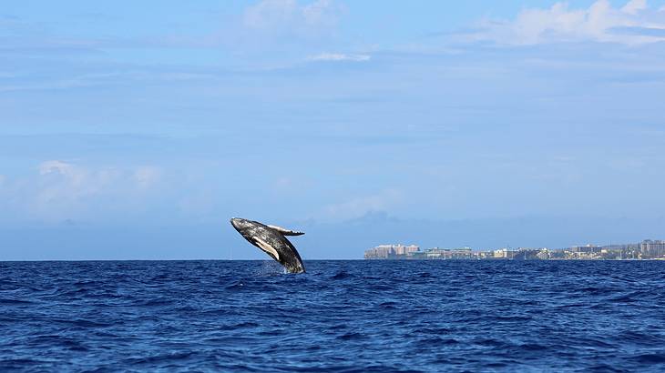 A humpback whale jumping out of the ocean with a town in the far background