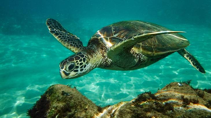 A green sea turtle swimming under water above some rocks A green sea turtle swimming under water above some rocks