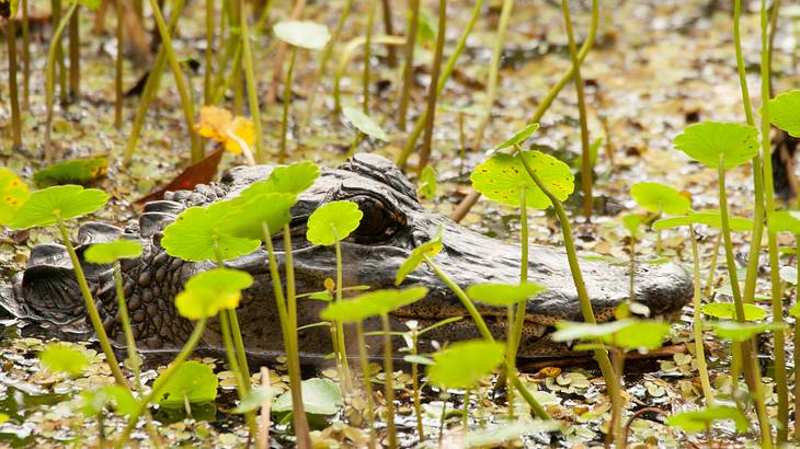 An alligator hiding in swampy waters