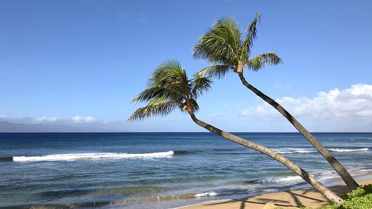 Two palm trees on a sandy ocean beach with waves crashing in