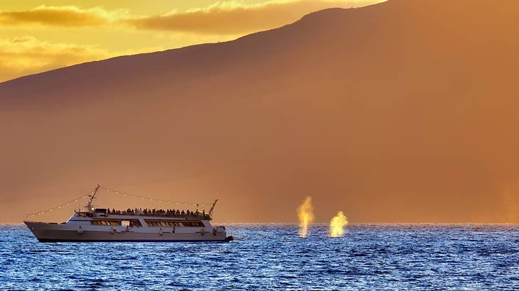 A cruise boat on the ocean under a sunset with whale's spouting water to the side