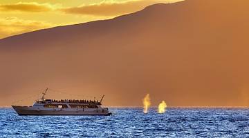 A cruise boat on the ocean under a sunset with whale's spouting water to the side