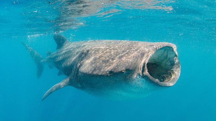 A grey whale shark with its mouth open under the water