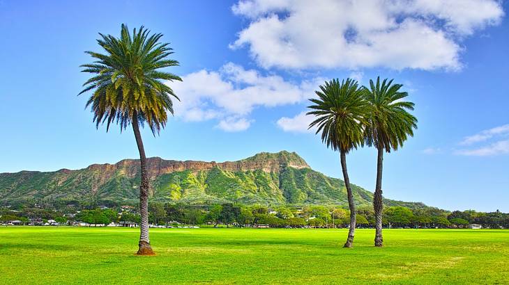 Green grass with three palm trees and a green mountain in the back under blue sky