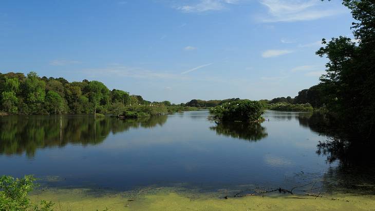 A lake with algae surrounded by greenery trees under a blue sky A lake with algae surrounded by greenery trees under a blue sky