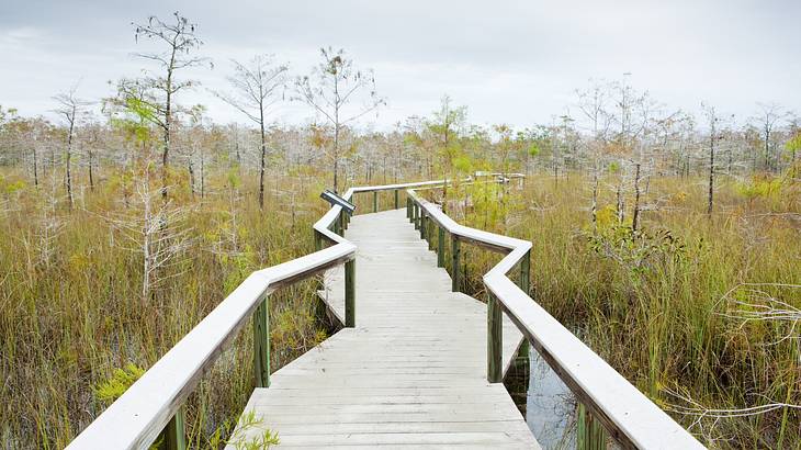 Wooden walkway through a swamp on a gloomy day