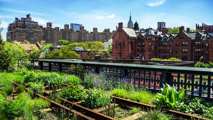 An elevated green garden with city buildings behind it An elevated green garden with city buildings behind it