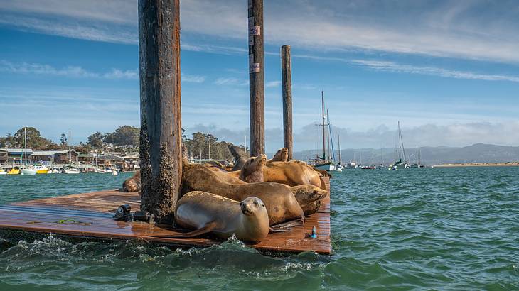 Sea lions relaxing on a wooden deck surrounded by water, with boats in the background