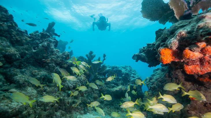 An underwater coral reef with fish and a snorkeler in the background