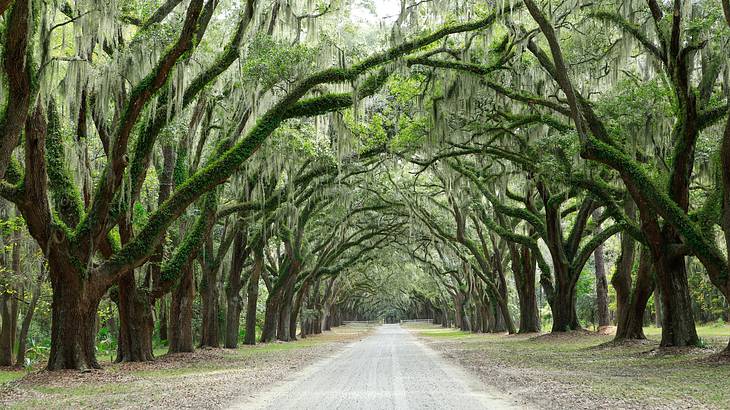 A path lined with moss-covered trees