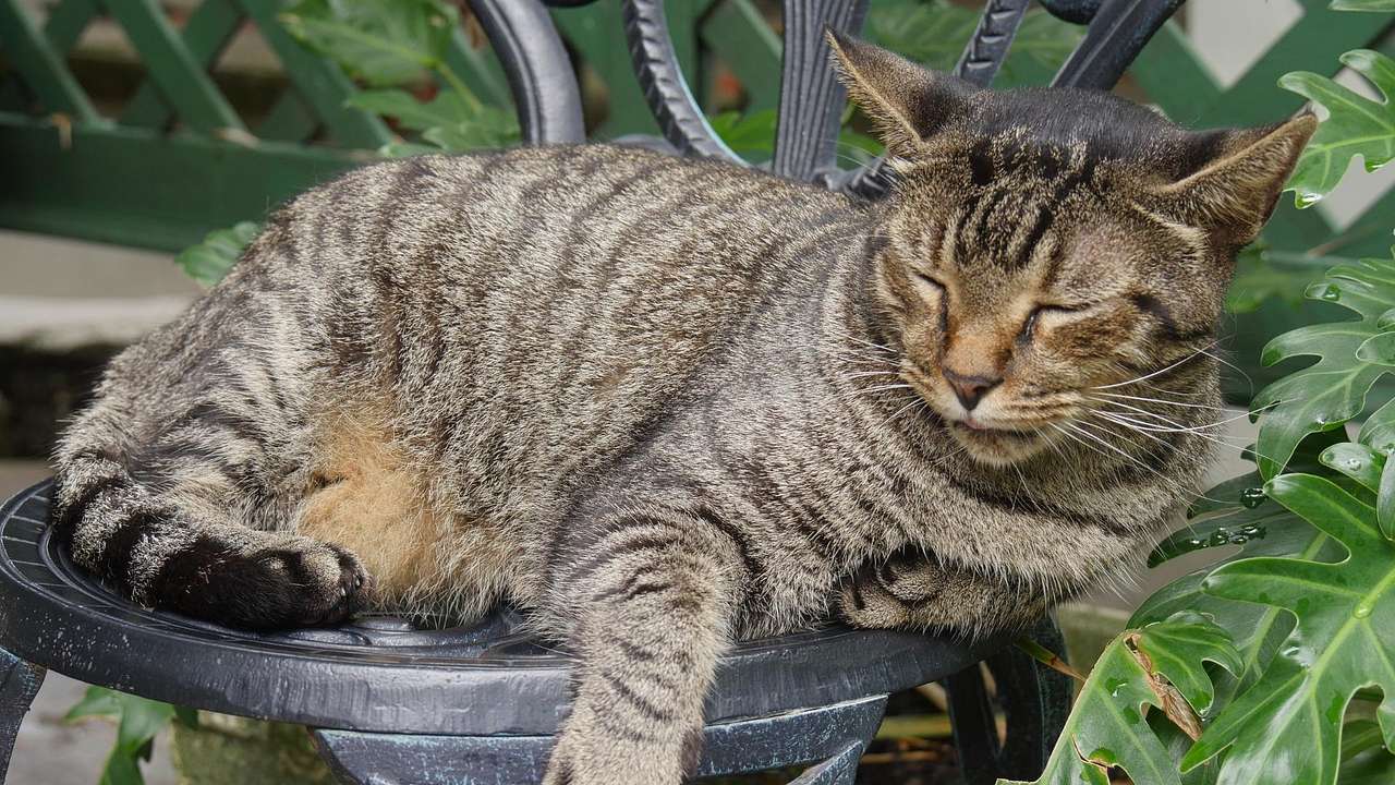 A tabby cat asleep in a garden on a black iron chair