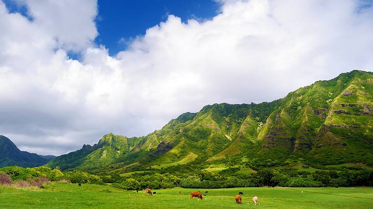 Lush green grass and mountains, with cows on the grass under blue, cloudy sky
