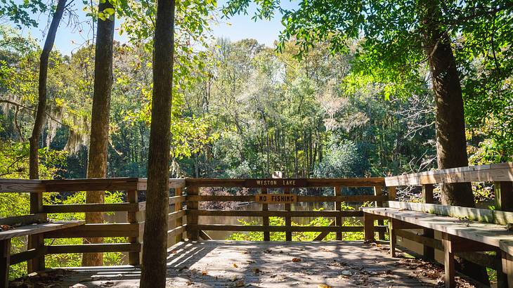Wooden viewing deck in the middle of a lush green forest on a sunny day