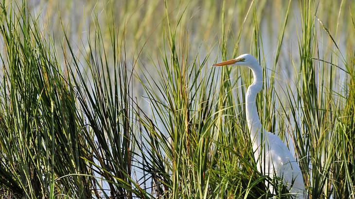 Egret hiding in long grass and looking out over marshy water