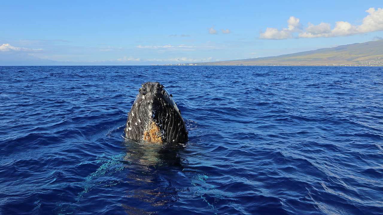 A humpback whale in the blue sea, under a blue sky, with a hill on the right