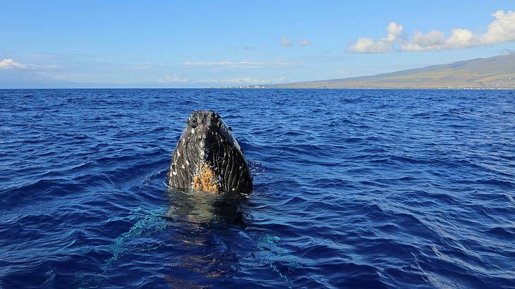 A humpback whale in the blue sea, under a blue sky, with a hill on the right