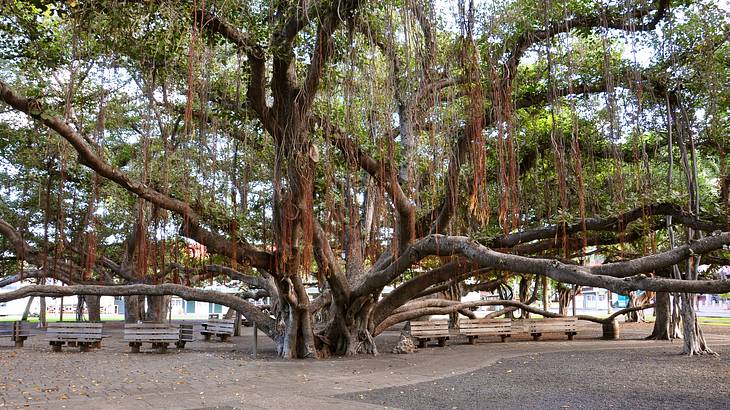 A banyan tree with many branches, benches next to it, and a path in front