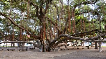 A banyan tree with many branches, benches next to it, and a path in front