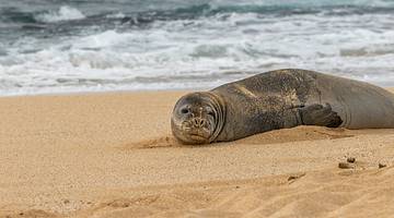 A monk seal lying on the sand with the ocean crashing on the shore