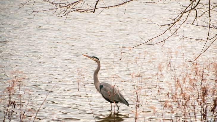 A heron standing in a lake with branches behind it