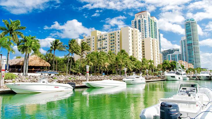 Speedboats on the water with palm trees and high-rise buildings behind them