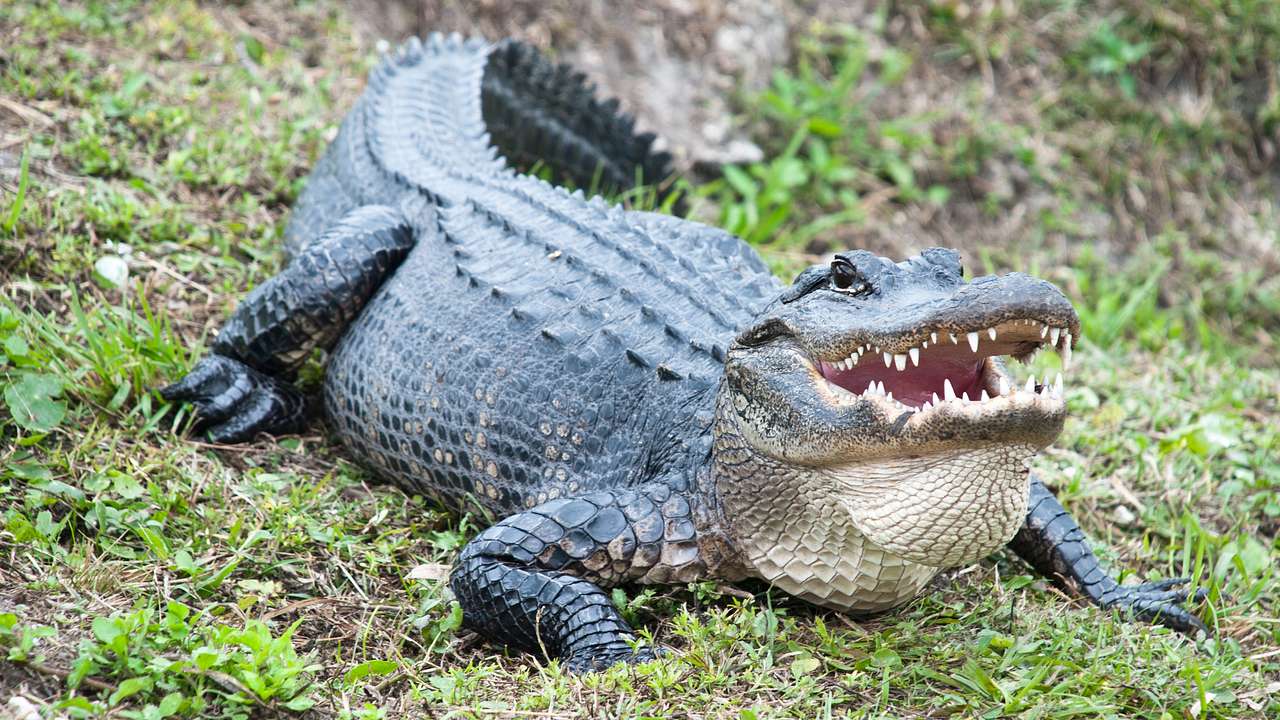 An alligator sitting on the grass with an open mouth