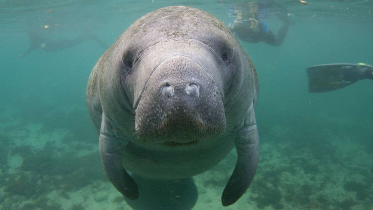 A Florida manatee under the water with snorkelers behind it