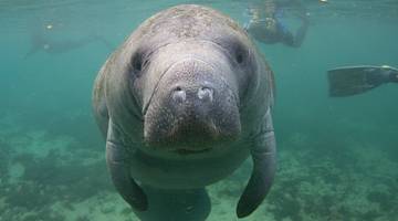 A Florida manatee under the water with snorkelers behind it