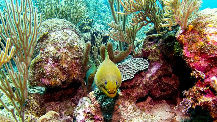 A green Moray eel with a colorful coral reef behind it under the ocean