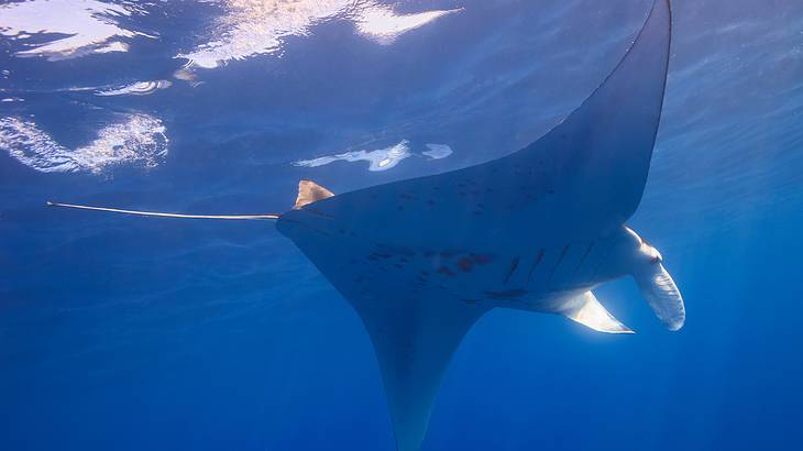 A manta ray swimming under the dark ocean water