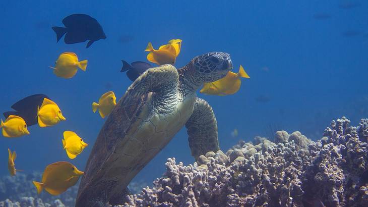 An underwater coral reef with a sea turtle and yellow fish swimming next to it