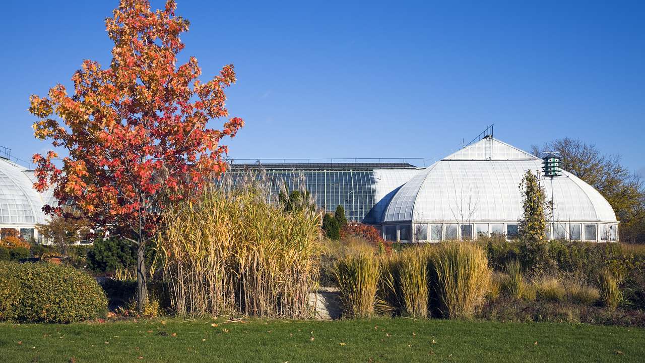 A conservatory-type building with green and red trees and plants surrounding it