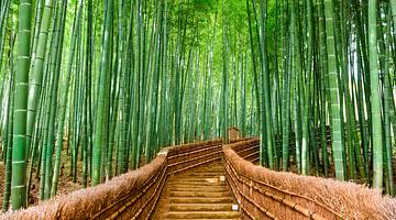 Arashiyama's bamboo grove, one of the most famous landmarks in Japan