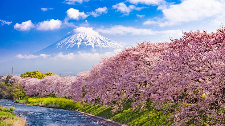 Cherry blossom trees facing a river with a snow-capped volcano in the distance