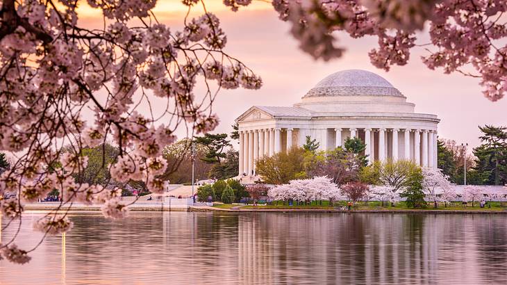 A Greek-style building with columns at sunset and water and cherry blossoms in front