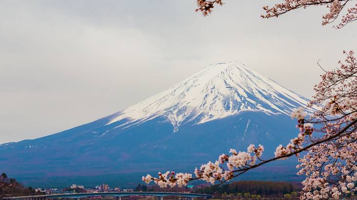 Cherry blossoms in the foreground of a snow-capped mountain