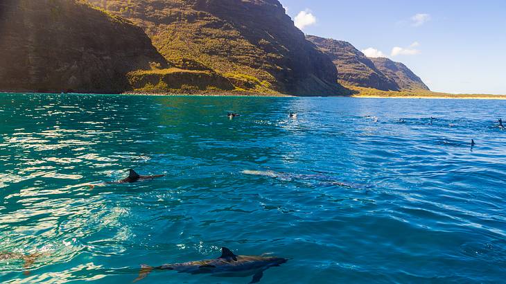 Dolphins swimming in the ocean with cliffs on the shore