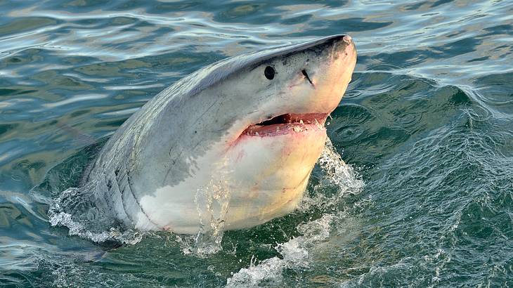 A White Shark poking its head out of the ocean water