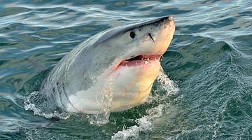 A White Shark poking its head out of the ocean water
