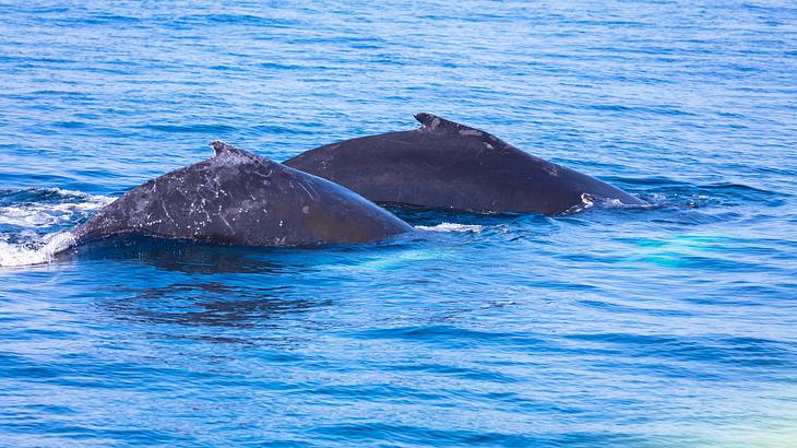 The backs of two whales swimming in blue ocean water