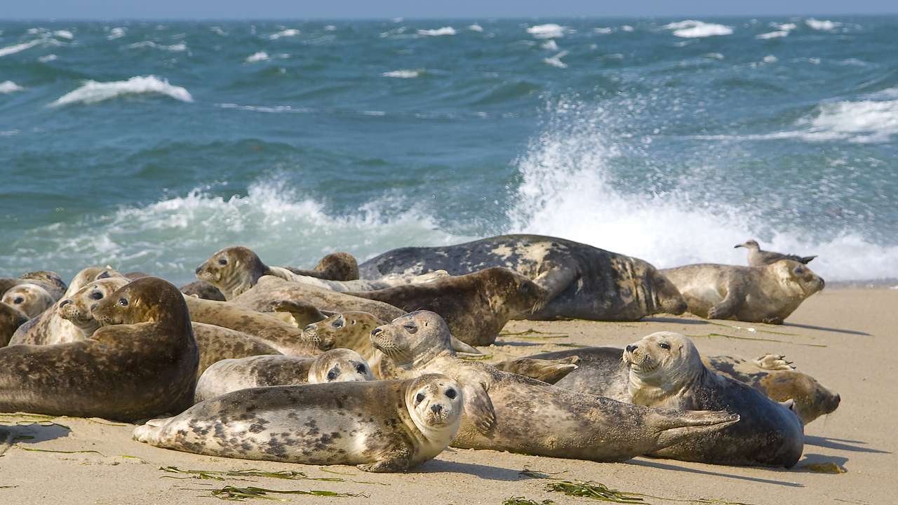A group of seals sitting on a sandy beach with the ocean with waves behind them