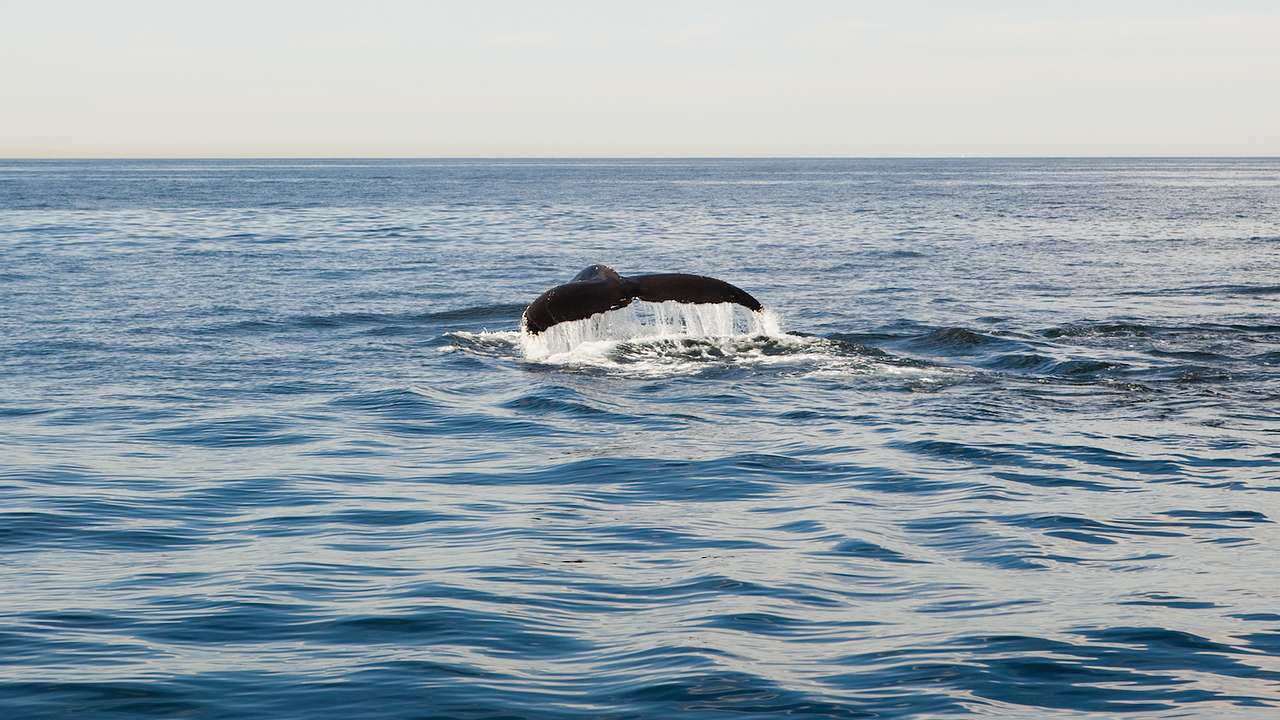 A whale's tail out of the ocean water as the whale swims under the surface