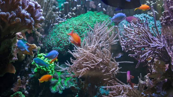 Various colourful tropical fish swimming around corals of different colours and sizes Various colourful tropical fish swimming around corals of different colours and sizes