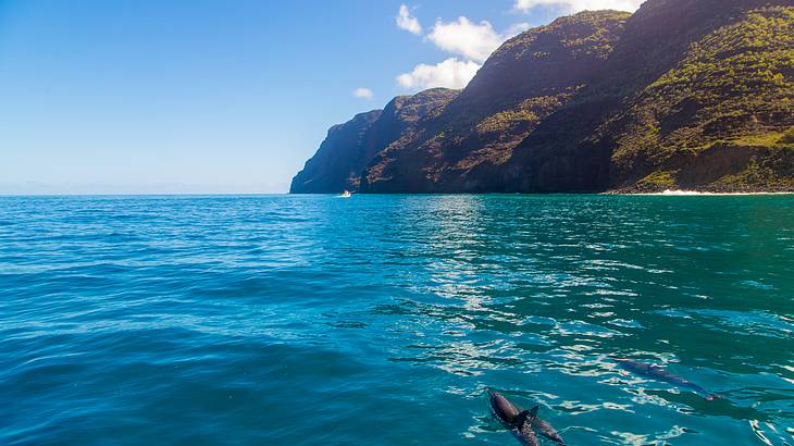 View of ocean water with two dolphins swimming in it and cliffs to the side