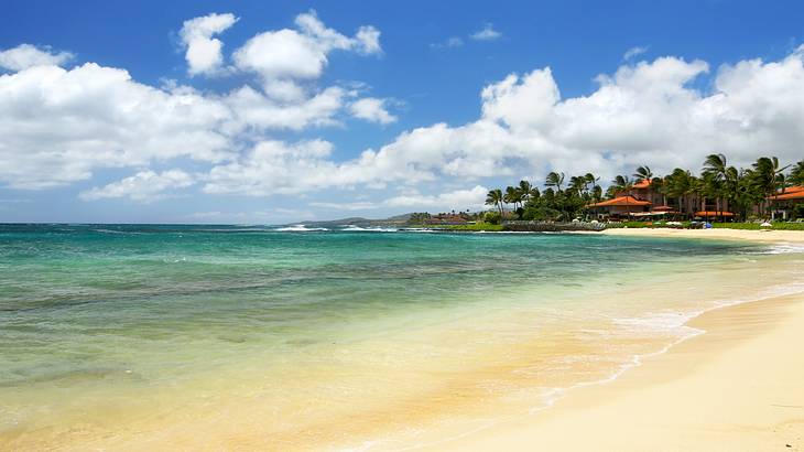 A sandy shore with clear water washing onto the shore and trees in the distance