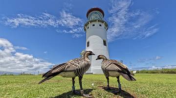 Two brown birds standing on grass with a lighthouse behind them under blue sky