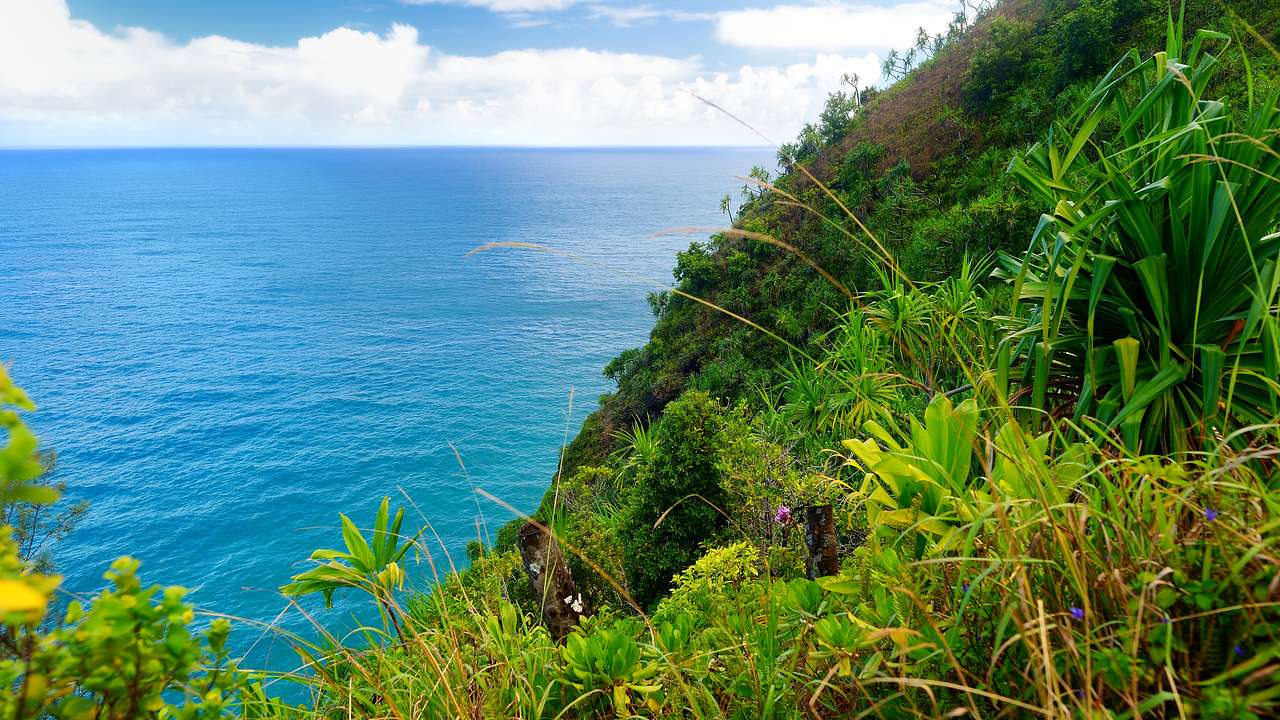 Lush greenery on a hill with the blue ocean below
