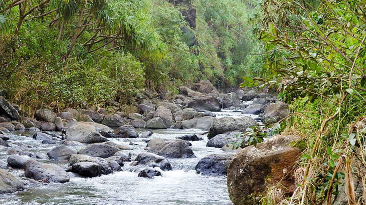 A rocky river with trees on either side of it